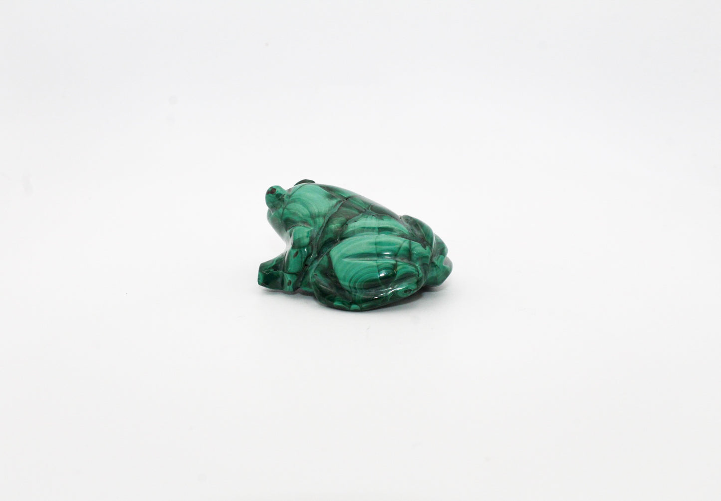 Malachite Frog 2