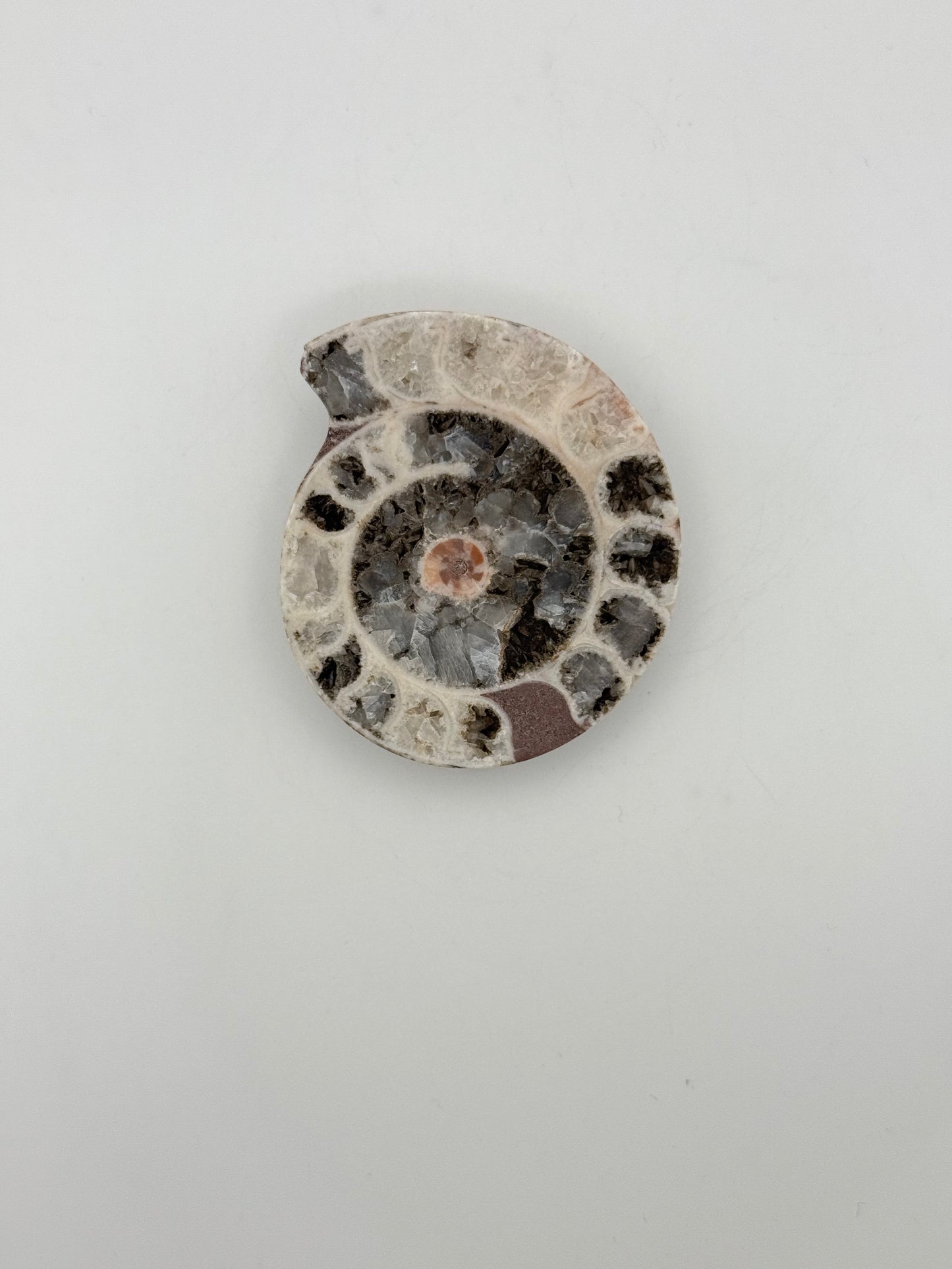 Ammonite fossils. about 2.5inches in size