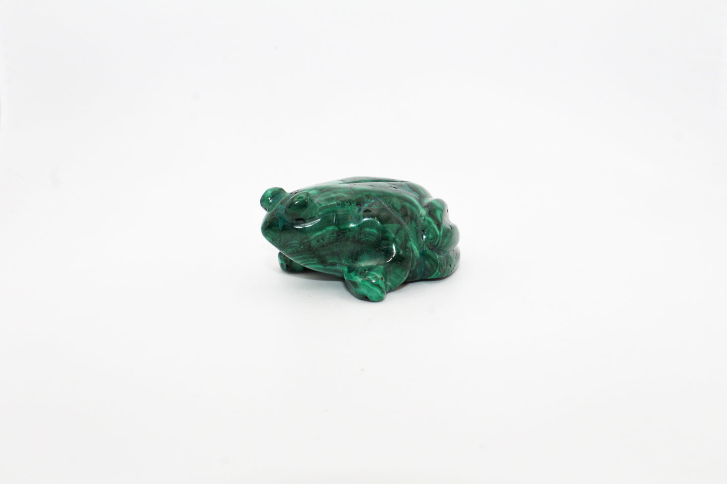 Malachite Frog 4