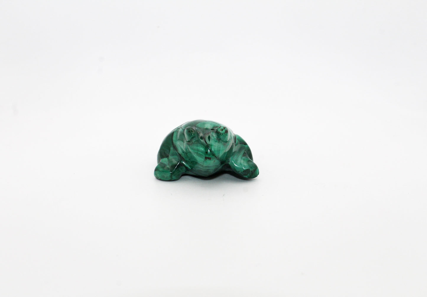 Malachite Frog 2