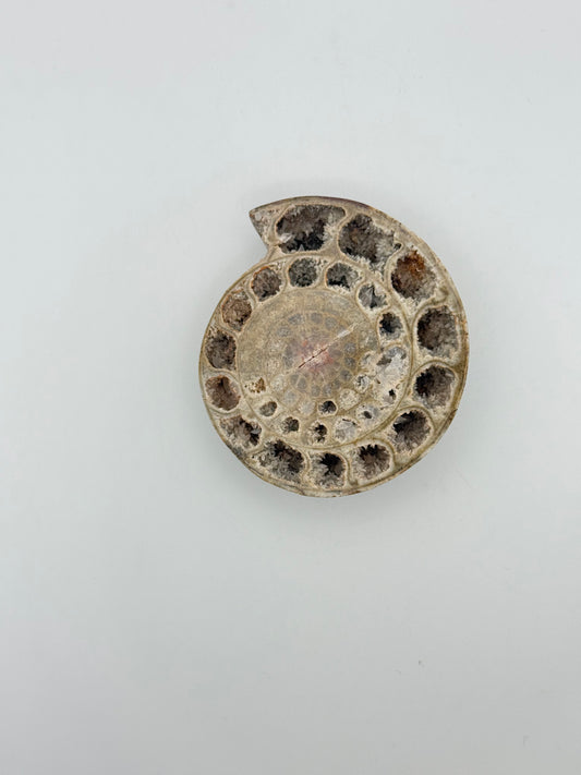 Ammonite fossils. about 2.5inches in size