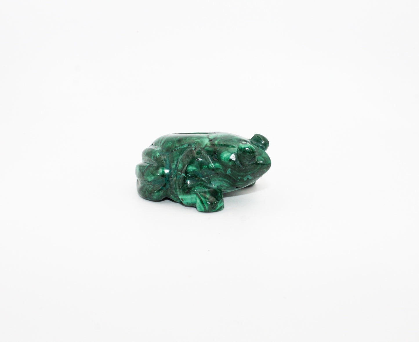Malachite Frog 4