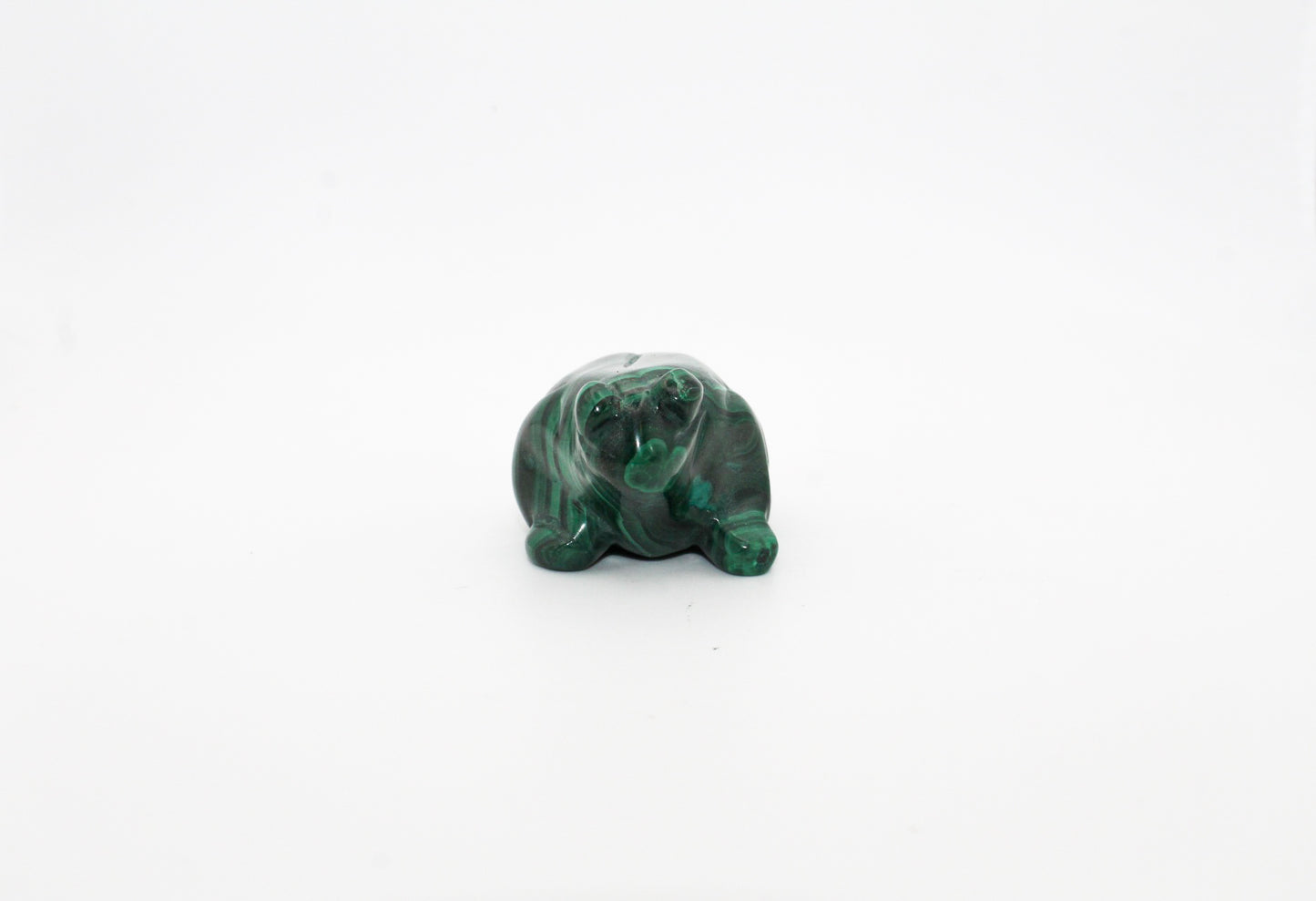 Malachite Frog 3