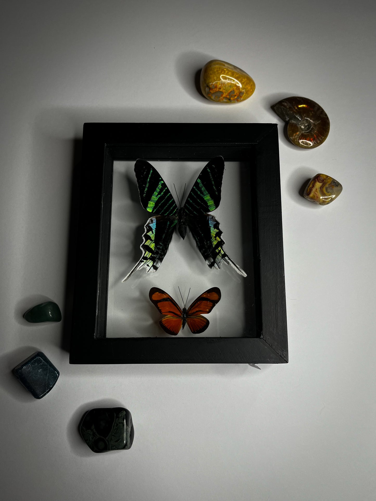 Framed Butterflies