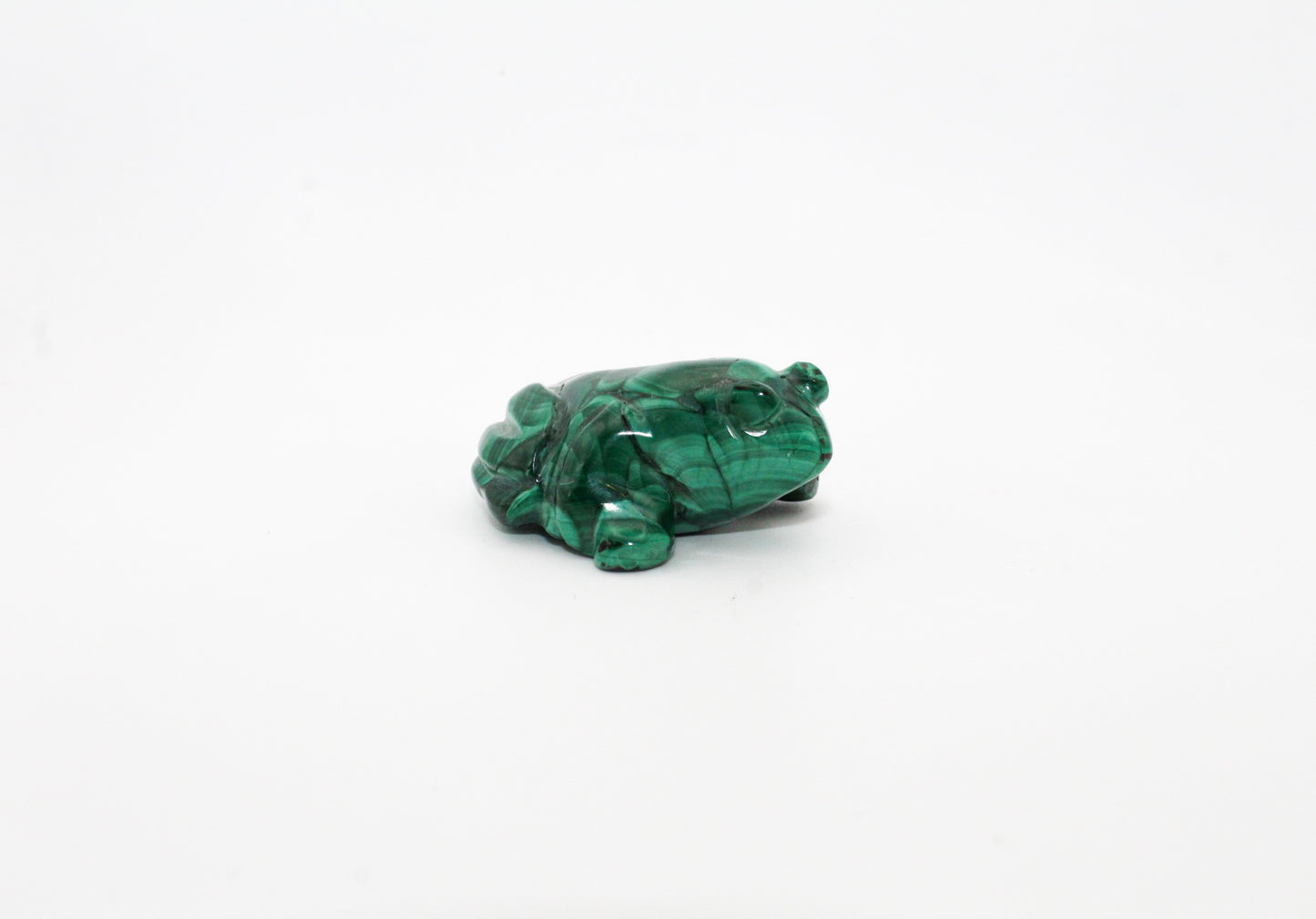 Malachite Frog 2