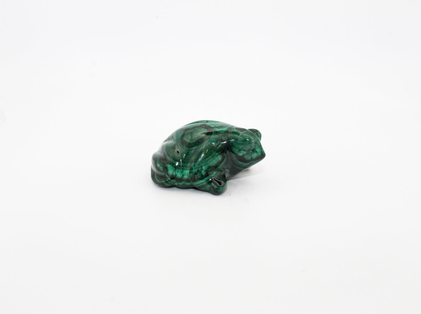 Malachite Frog 1