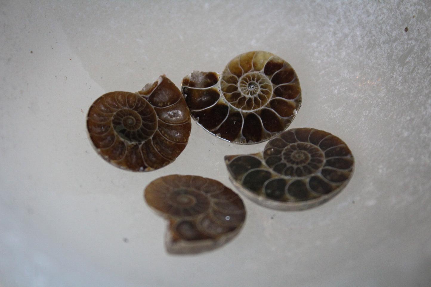 Ammonite Fossil