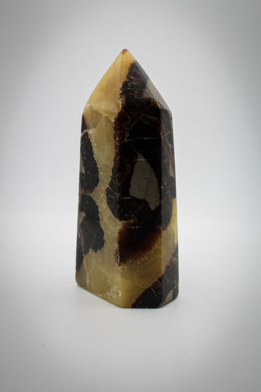 A polished Septarian rock, with a combination of gray, brown, and yellow colors, displayed in a vertical position.