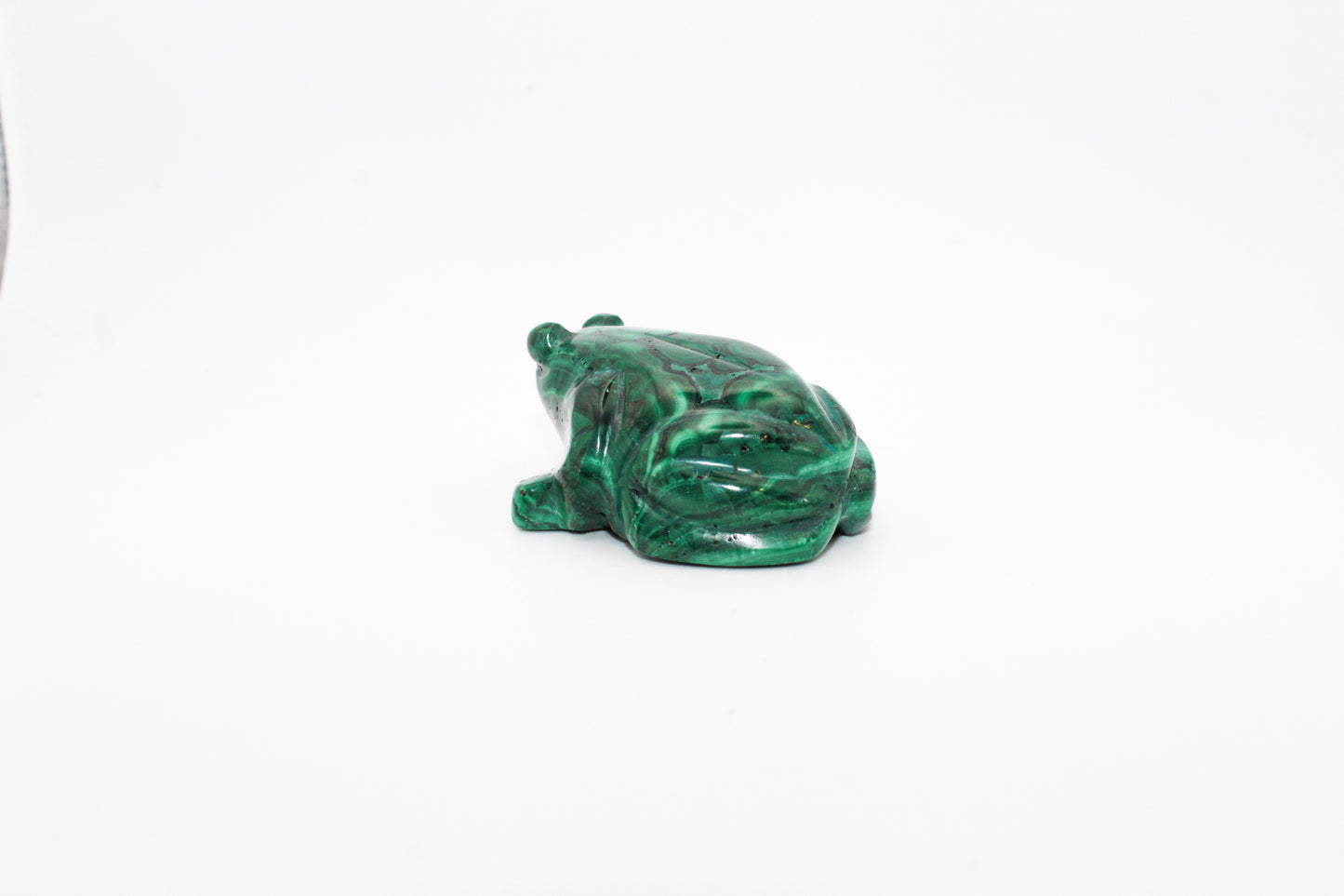 Malachite Frog 4