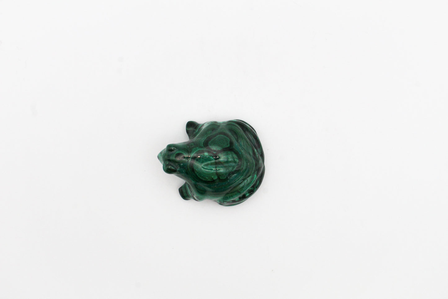 Malachite Frog 1