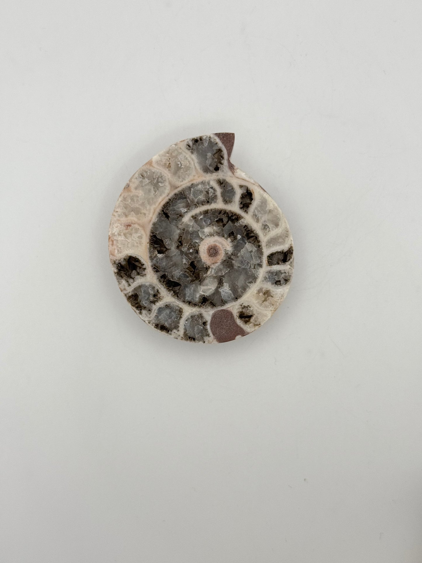 Ammonite fossils. about 2.5inches in size