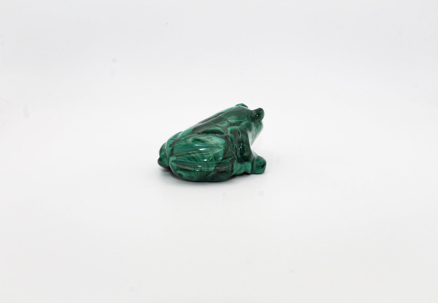 Malachite Frog 2