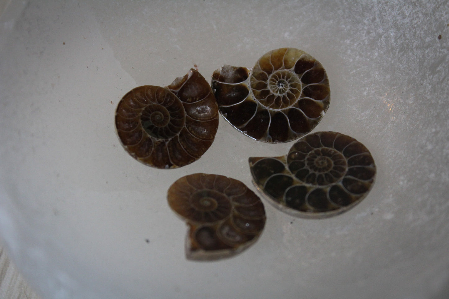 Ammonite Fossil