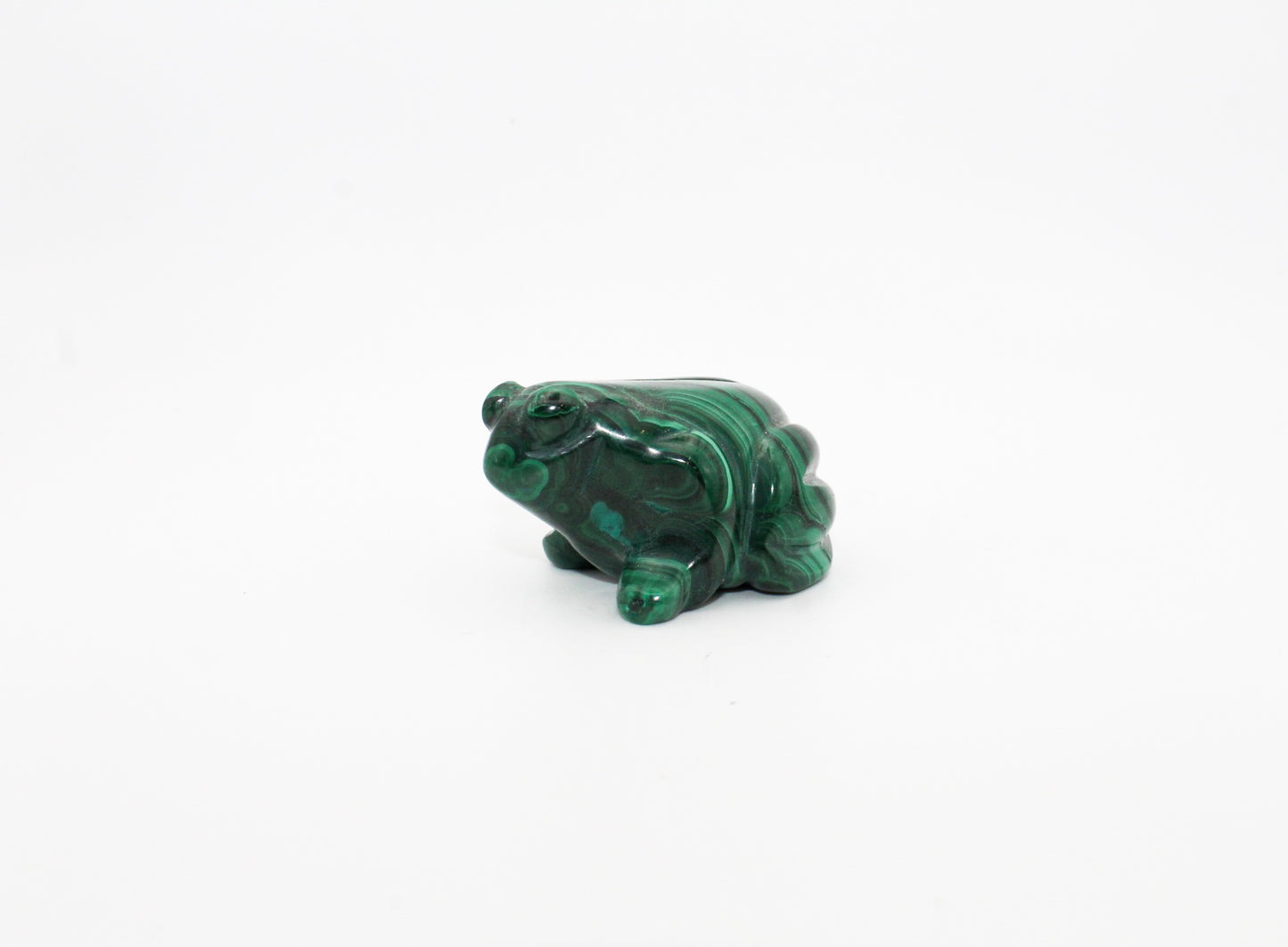 Malachite Frog 3