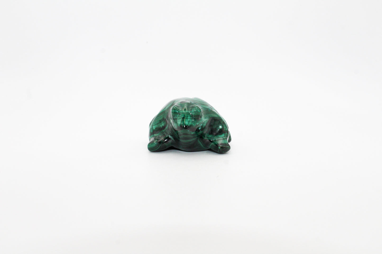 Malachite Frog 1