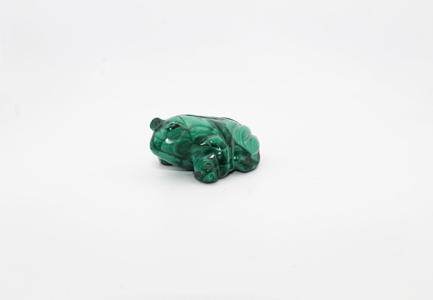 Malachite Frog 2