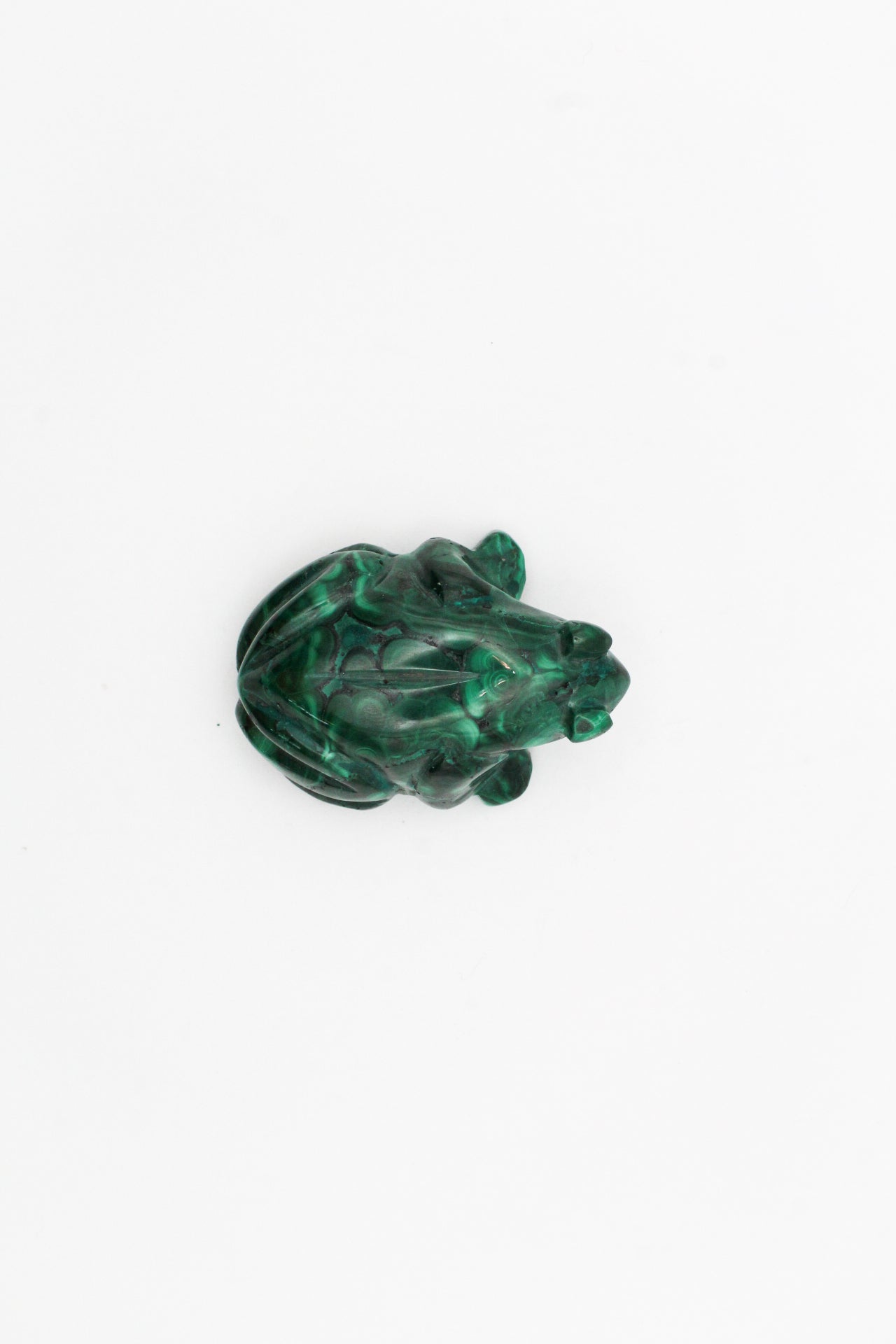 Malachite Frog 4