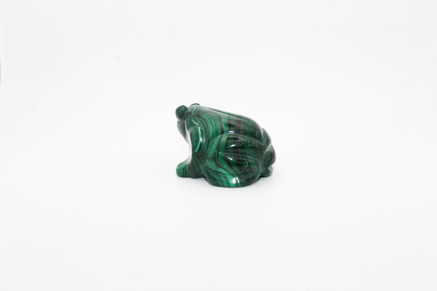 Malachite Frog 3