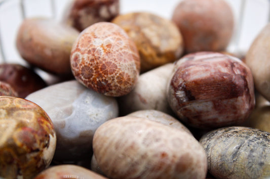 A collection of polished fossil coral tumbles.