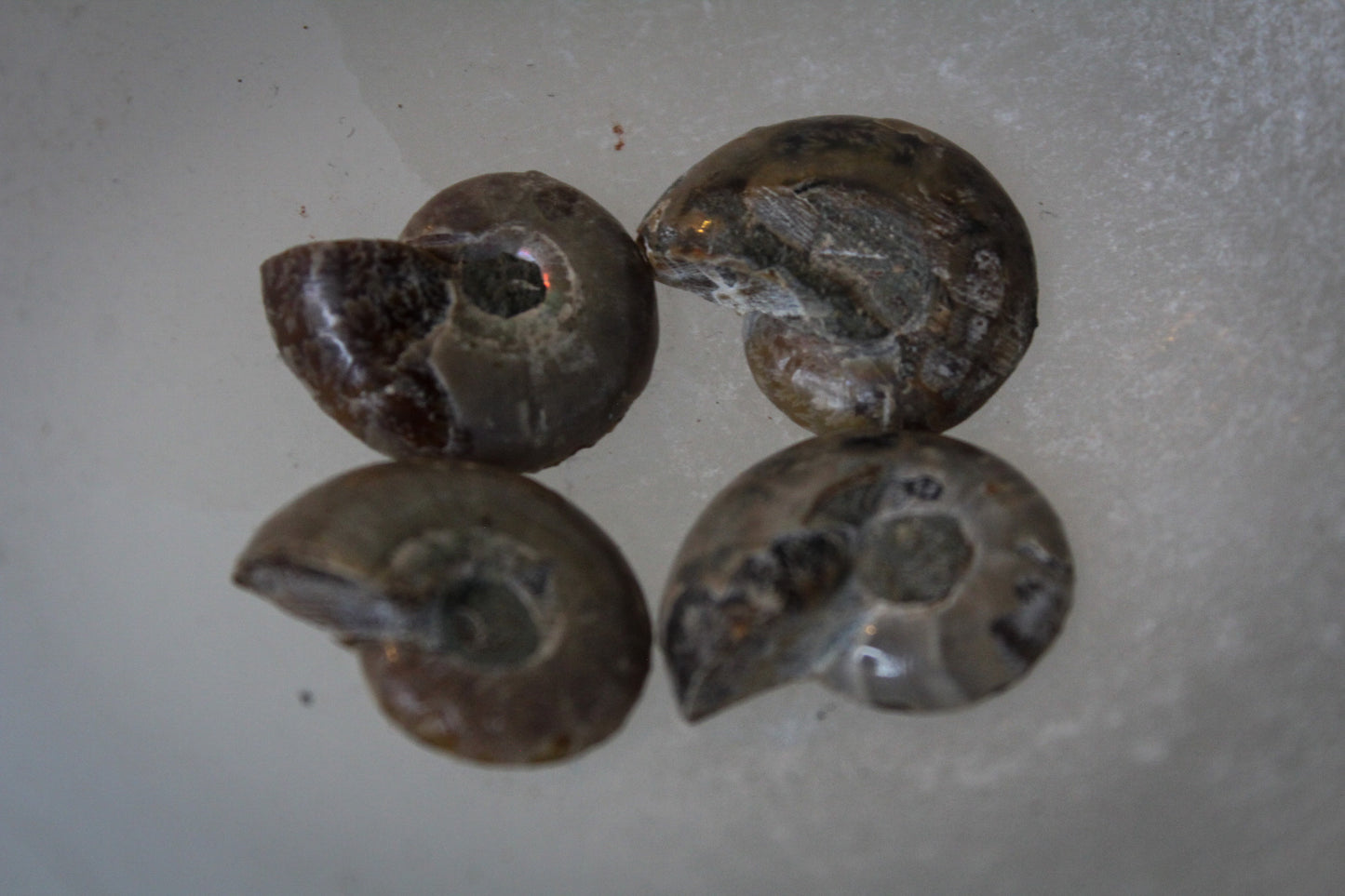 Ammonite Fossil