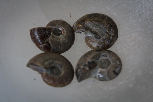 Ammonite fossils. about 1inch in size