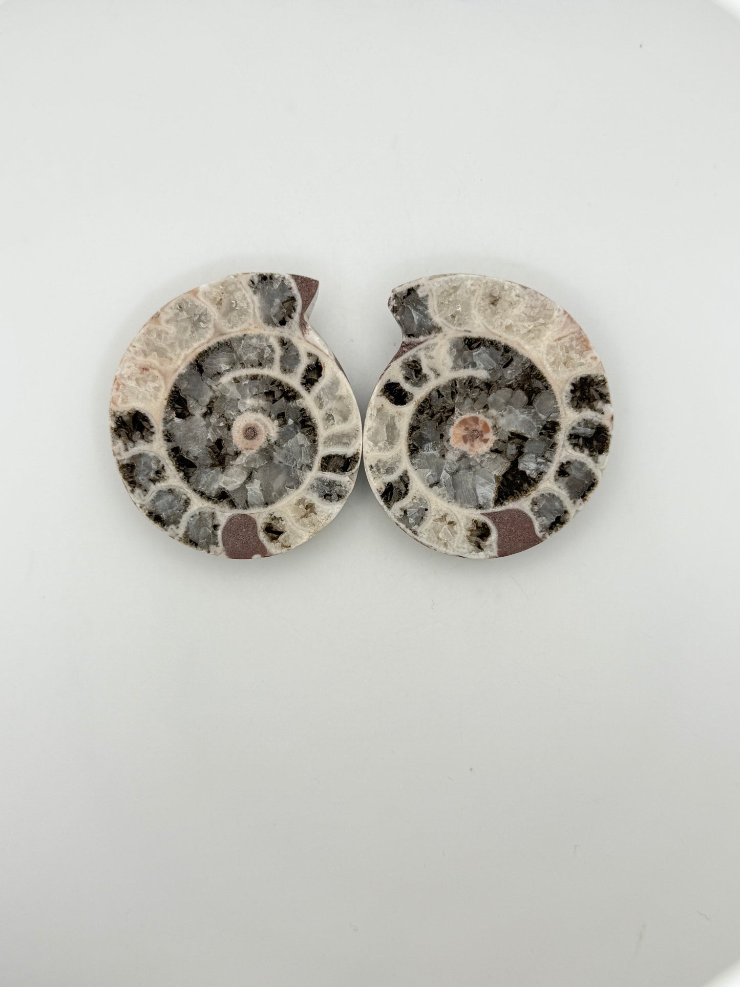 Ammonite fossils. about 2.5inches in size