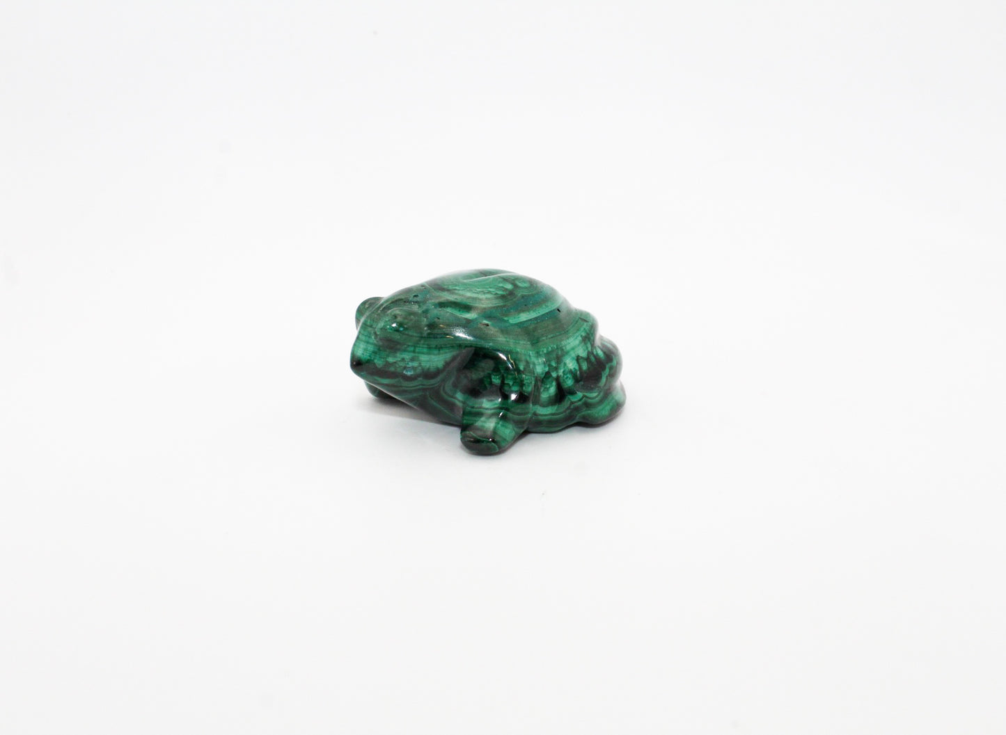 Malachite Frog 1