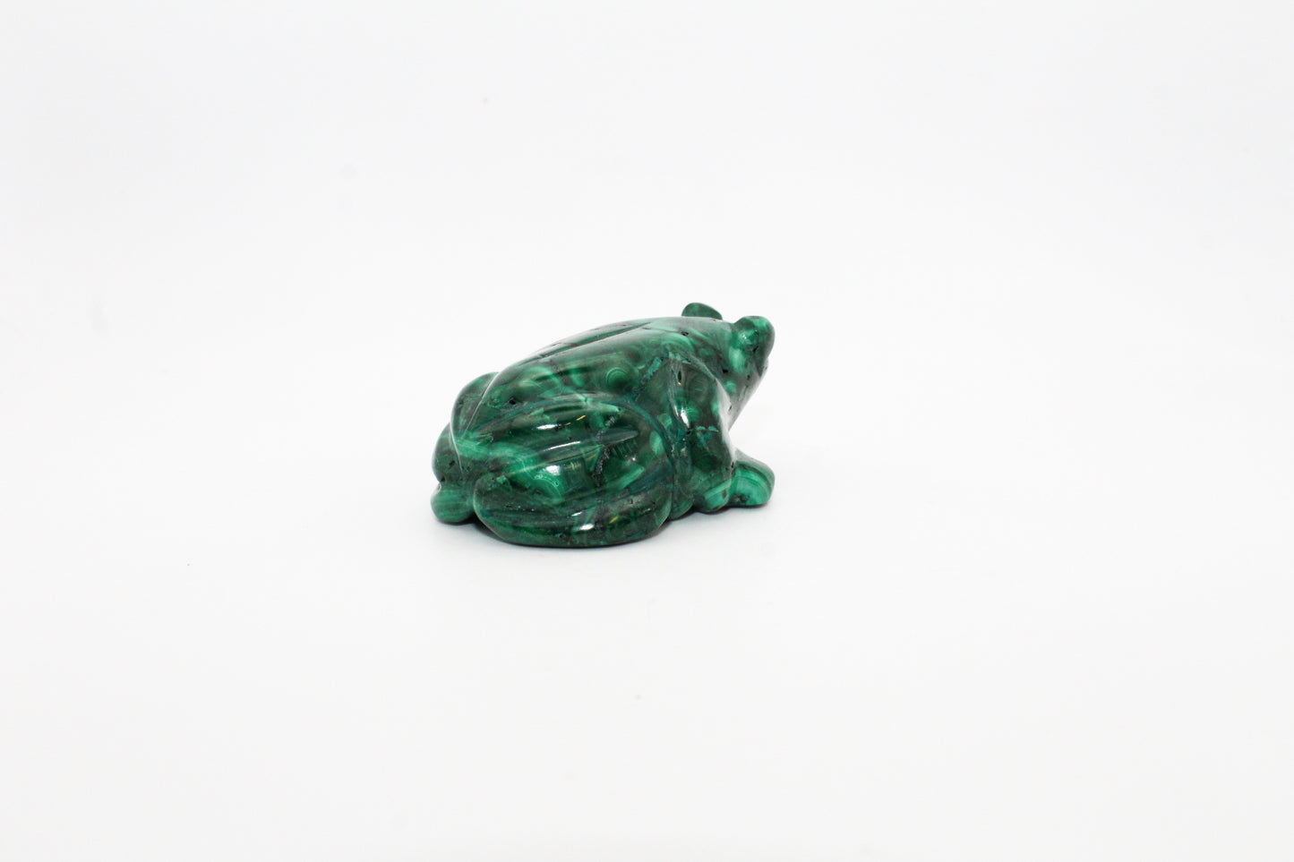 Malachite Frog 4