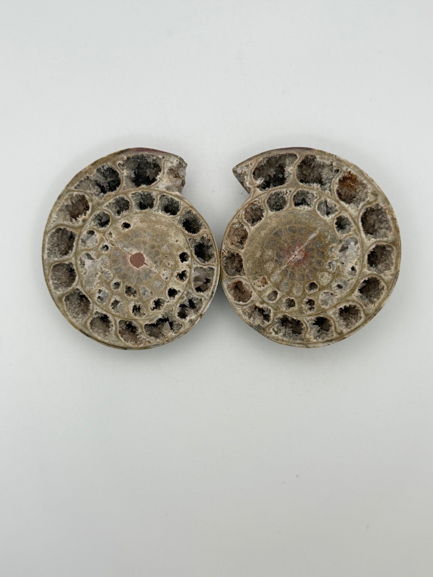 Ammonite fossils. about 2.5inches in size