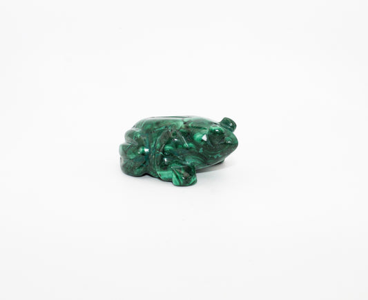 Malachite Frog 4