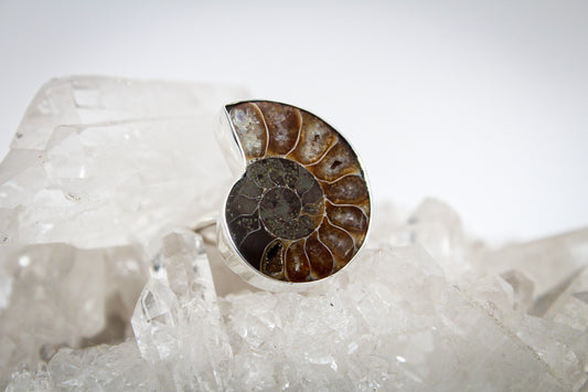Ammonite Ring
