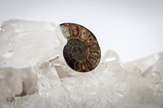 Ammonite Ring