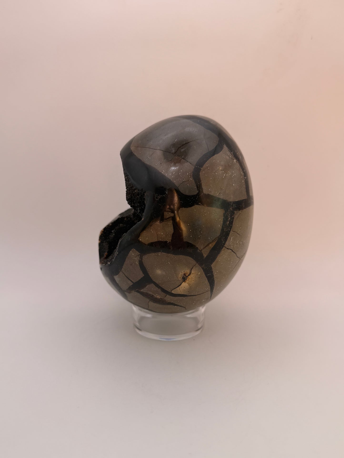 Large septarian egg.