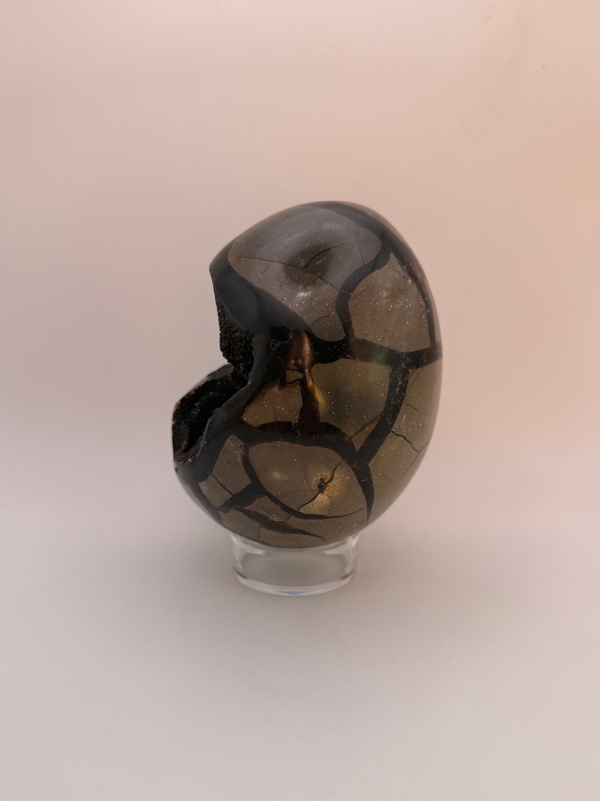 Large septarian egg.