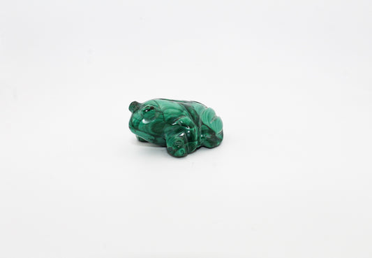 Malachite Frog 2