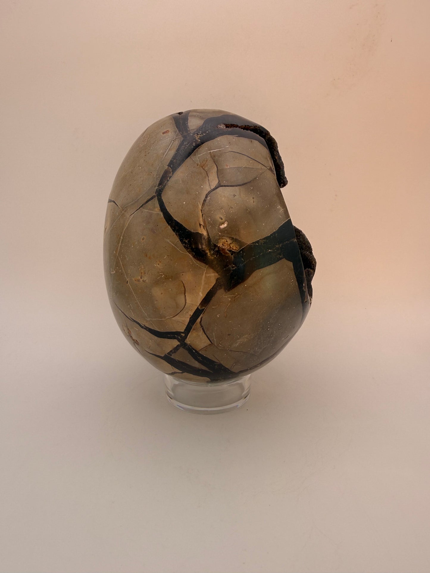 Large septarian egg.