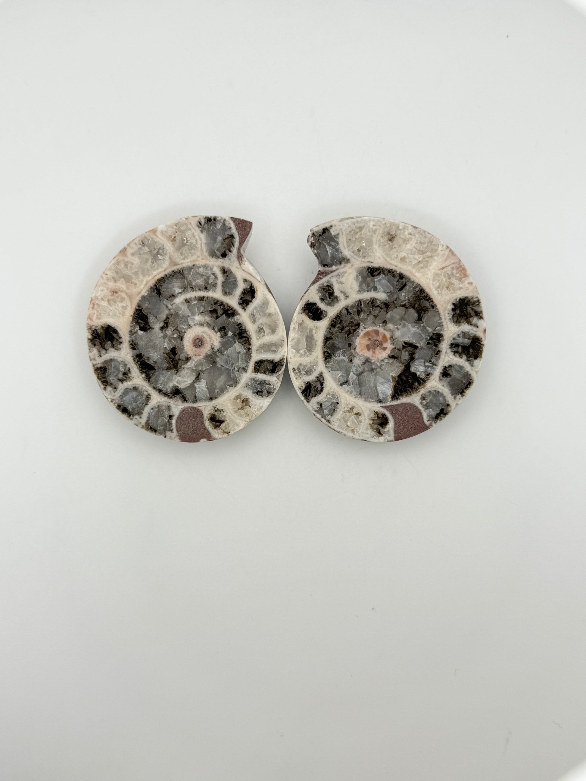 Ammonite fossils. about 2.5inches in size