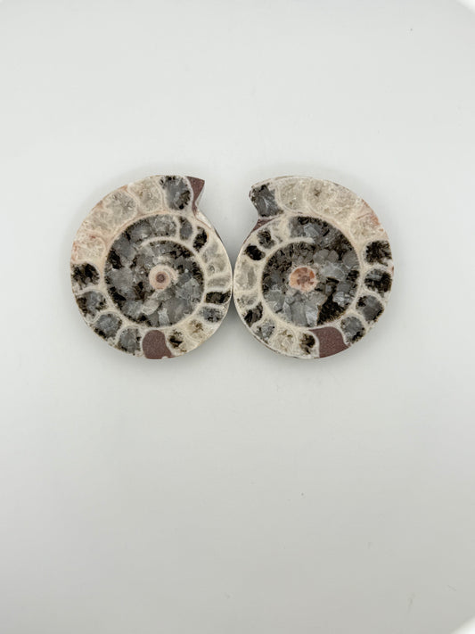 Ammonite fossils. about 2.5inches in size
