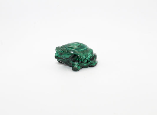 Malachite Frog 1