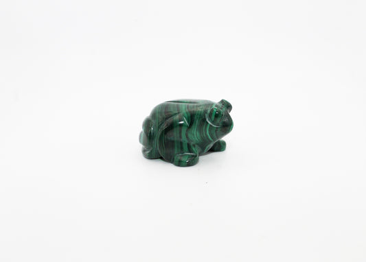 Malachite Frog 3