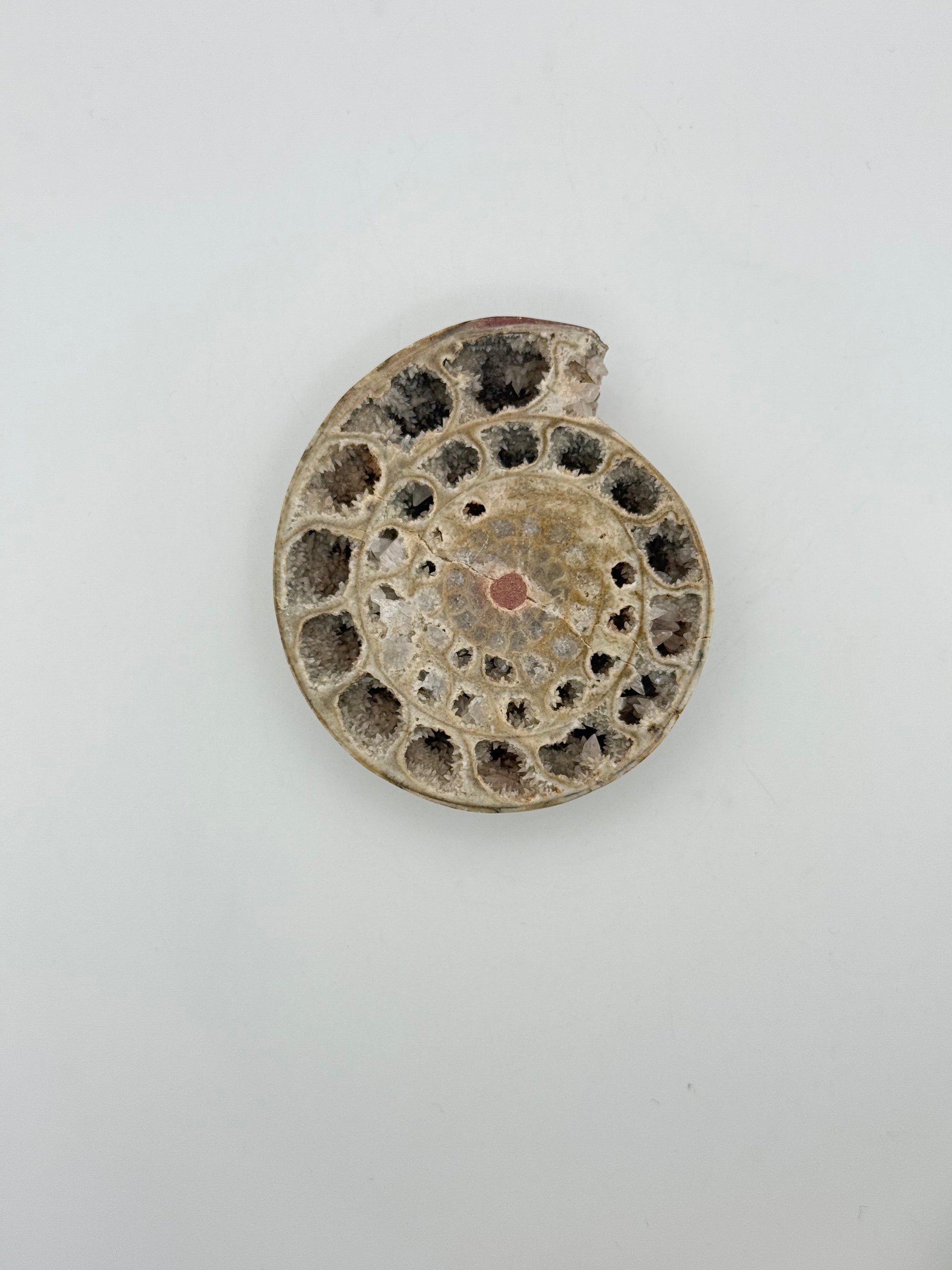 Ammonite fossils. about 2.5inches in size