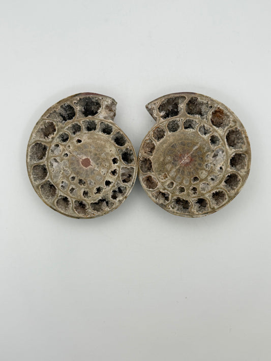 Ammonite fossils. about 2.5inches in size