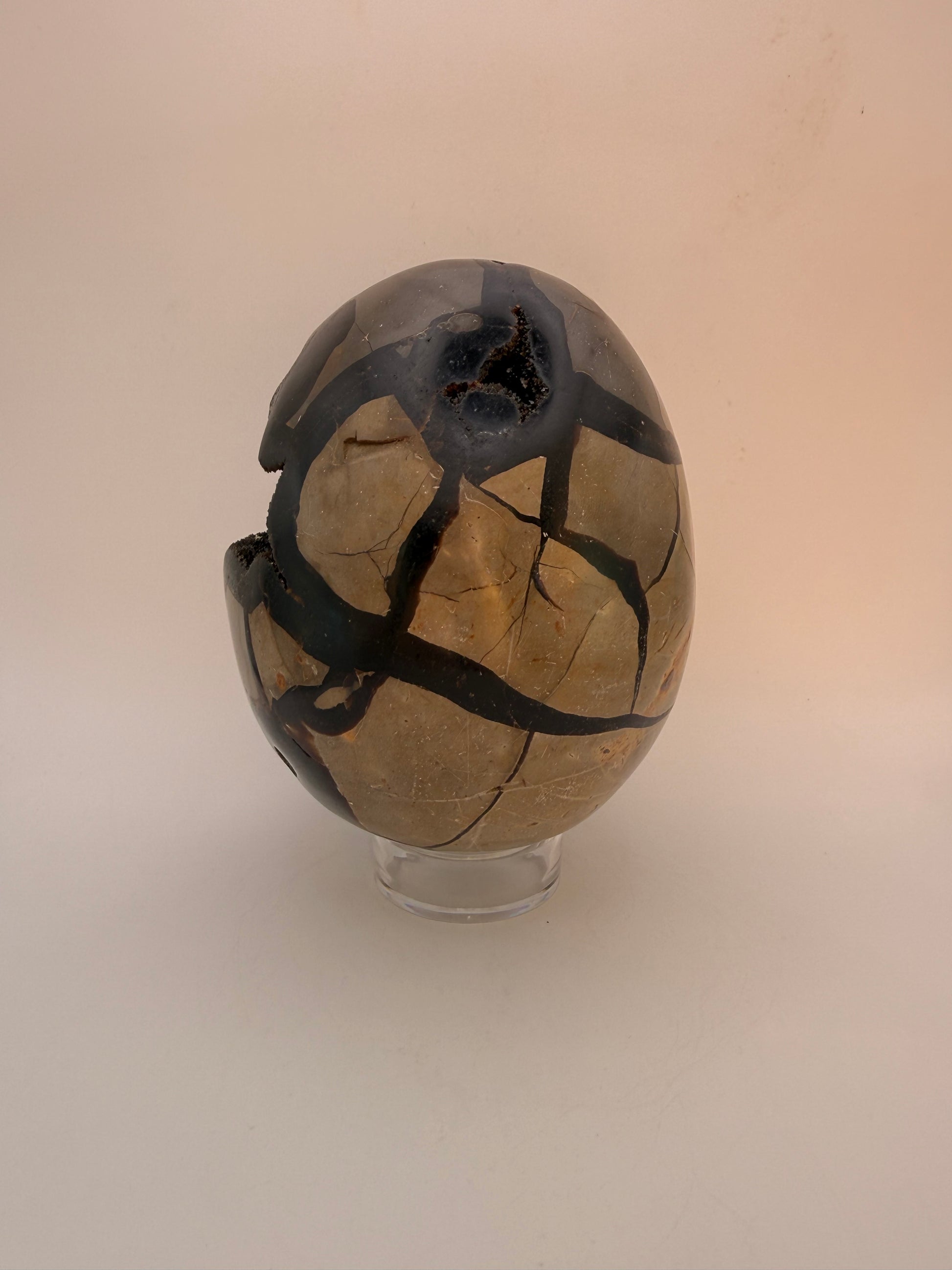Large septarian egg.